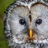 Bird Of Prey Centre Open Day