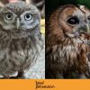 Owl Obsession Experience